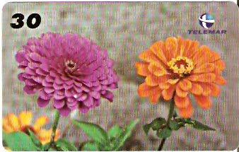 PB-056 - Flores - 06/15