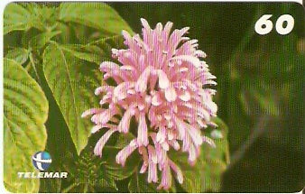 PB-063 - Flores - 13/15