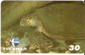 PB-068 - Tartaruga Cabeçuda