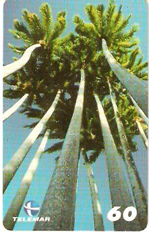 PB-088 - Palmeira Imperial