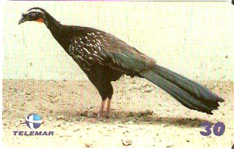 PB-099 - Jacu