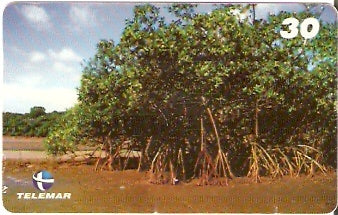 AP-073 - Manguezal