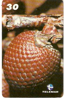 AP-089M - Fruta do Buriti