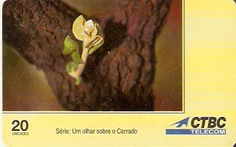 CTBC-T-0227 - As Flores - 1