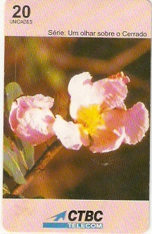 CTBC-T-0252 - As Flores - 17 - B2