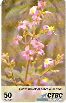 CTBC-T-0250 - As Flores - 16