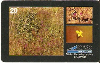 CTBC-T-0249 - As Flores - 15