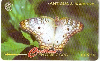 ANT-132A - Ten Eye Butterfly