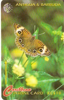 ANT-132B - Donkey Eye Butterfly