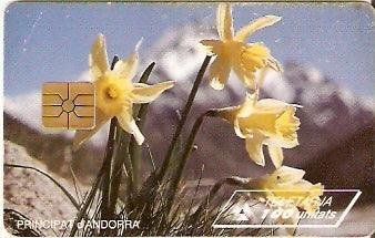 AND-027 - Narcissus