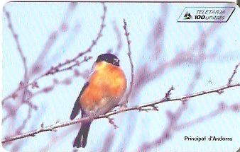 AND-102 - Bullfinch