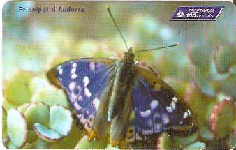 AND-106 - Borboleta