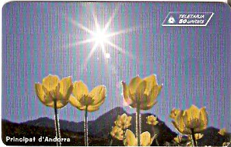 AND-112 - Flores