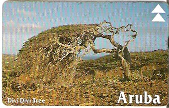 ARU-14c - Divi-Divi Tree 2