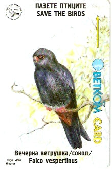 BUL-G-42K - Aves de Rapina - 3/4
