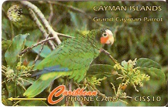 CAY-011B - Papagaio de Cayman