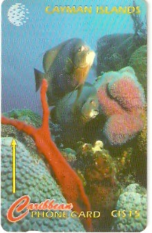 CAY-064B - Peixe e Coral