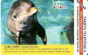 CUB-M-034M - Golfinho