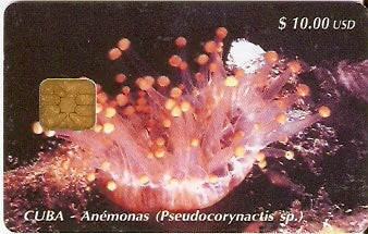 CUB-022 - Anemonas II