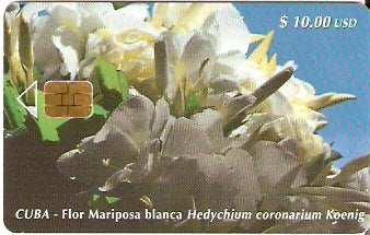 CUB-068 - Flor Borboleta Branca