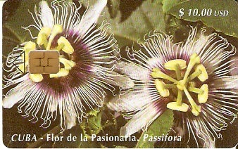 CUB-087 - Flor do Martírio