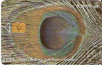 CUB-089 - Pluma de Pavão Real