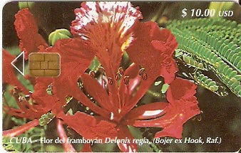 CUB-101 - Flor de Framboyan
