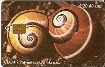 CUB-102 - Polymitas Polamita