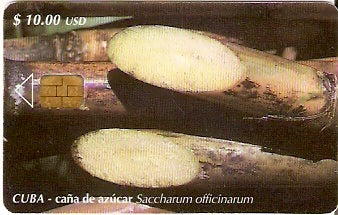 CUB-108 - Cana de Açucar