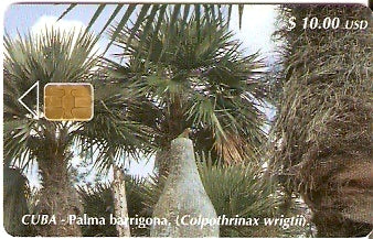 CUB-116 - Palma Barrigona