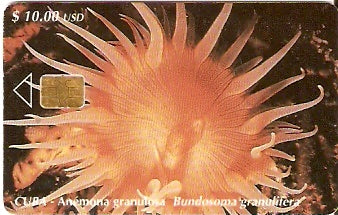 CUB-120 - Anemona Granulosa