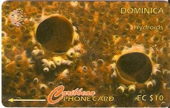 DOM-009C - Hydroids