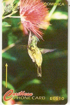 DOM-230B - Humming Bird