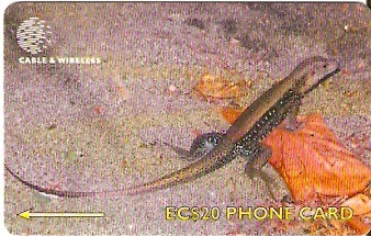 DOM-244B - Lagarto