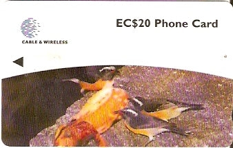 DOM-248B - Bananaquit