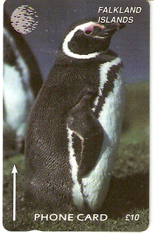 FLK-006A - Pinguim Jackass