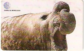 FLK-C-001 - Elefante Marinho