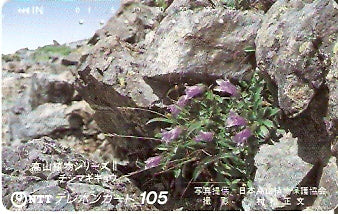 JAP-250-487