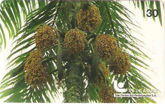 AC-023M - Pupunha