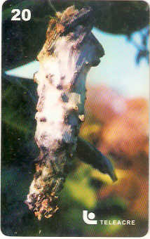 AC-034M - Borboleta - 2/3