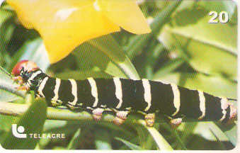 AC-033M - Borboleta - 1/3