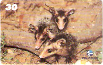 RJ-1013M - Baby Zoo - 3/8