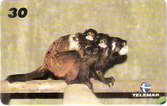 RJ-1014M - Baby Zoo - 4/8