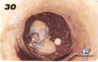 RJ-1018M - Baby Zoo - 8/8