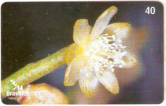 SC-495 - Flores Silvestres - 02/11