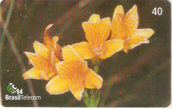SC-503 - Flores Silvestres - 10/11