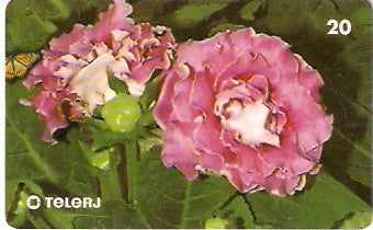 RJ-0674 - Gloxínia Híbrido FL 2