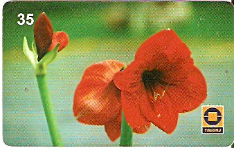RJ-0671 - Amarilis