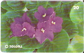 RJ-0673 - Violeta Africana FL 1