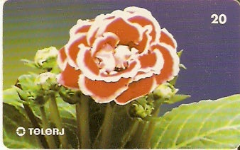 RJ-0675 - Gloxínia Híbrido FL 3